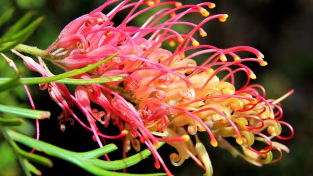 grevillea