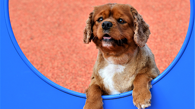 A small spaniel dog resting its paws on a bright blue piece of play equipment