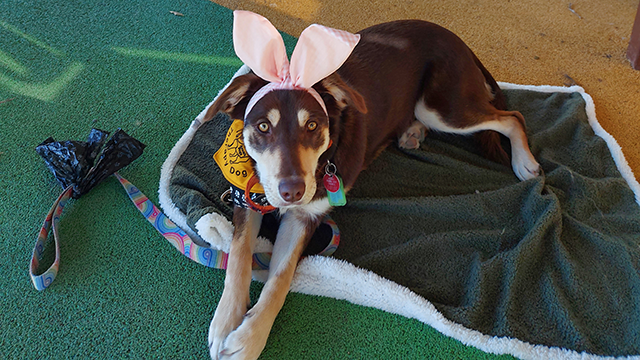 A caramel-coloured kelpie dog lying on the ground at a playground. She is wearing Easter bunny ears on her head.