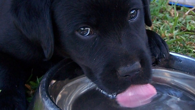 A small black puppy lapping water from a bowl and looking up at the camera in an extremely cute fashion
