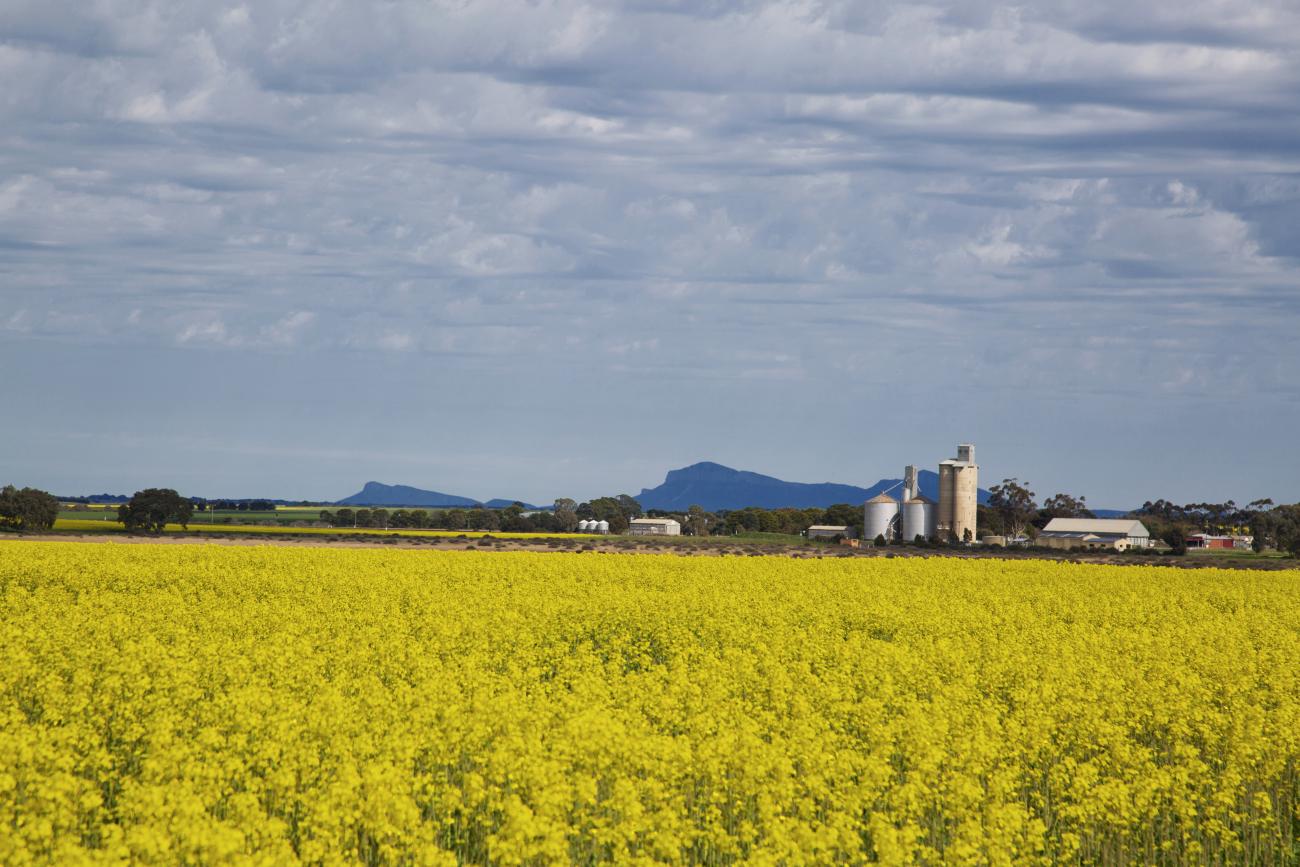 Willaura Canola