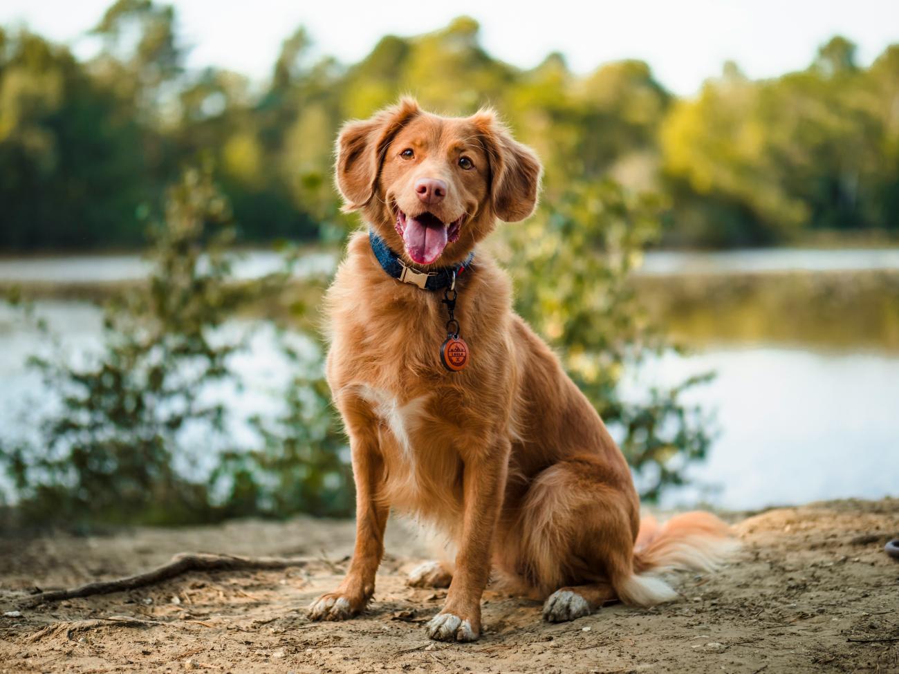 Responsible dog ownership is good for the dog