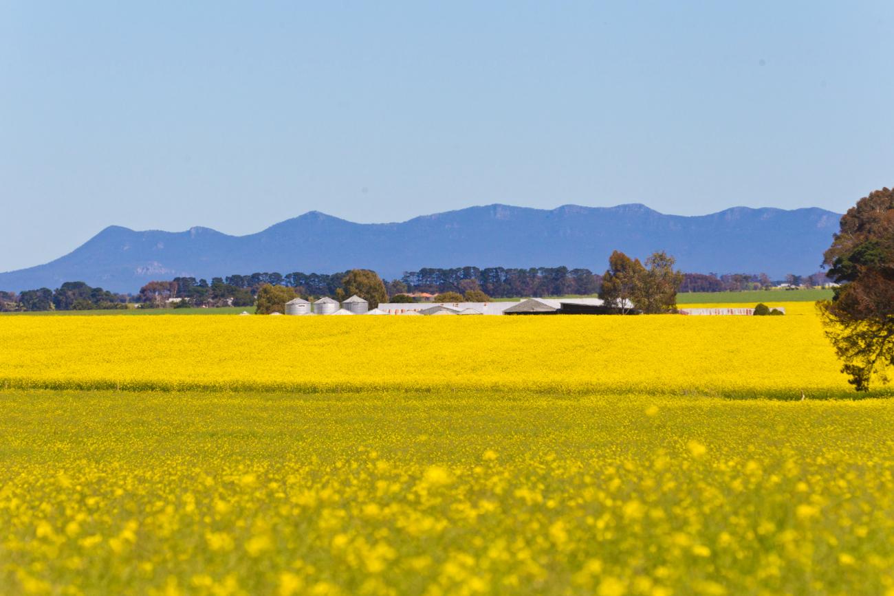 Willaura canola