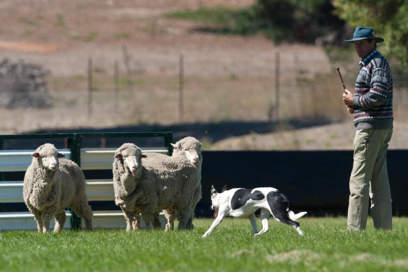 Moyston sheep dog trials