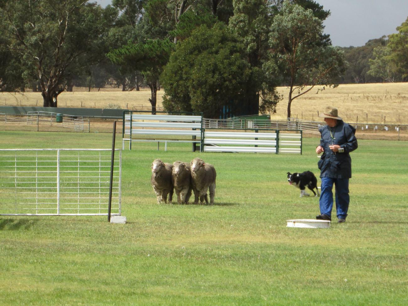 Moyston sheep dog trials