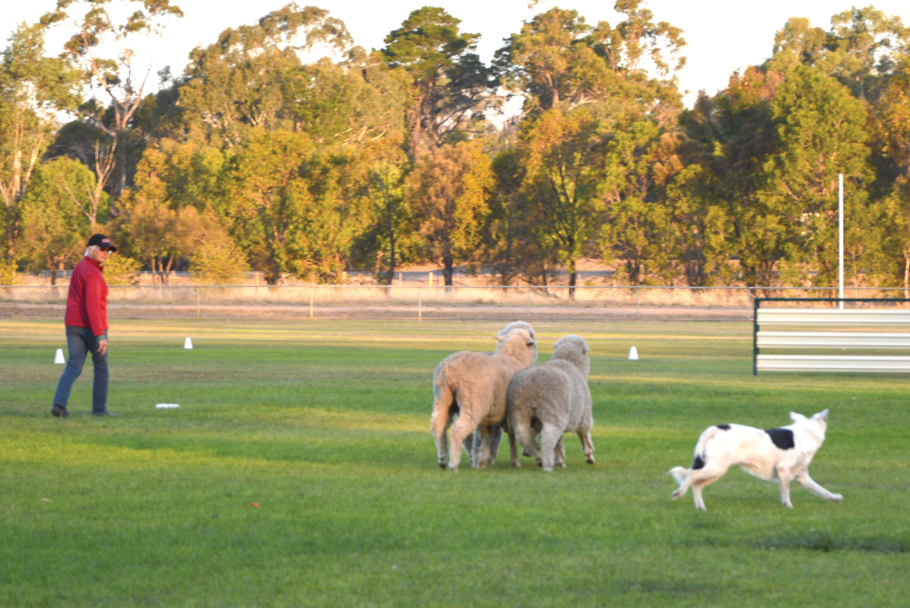 Moyston sheep dog trials
