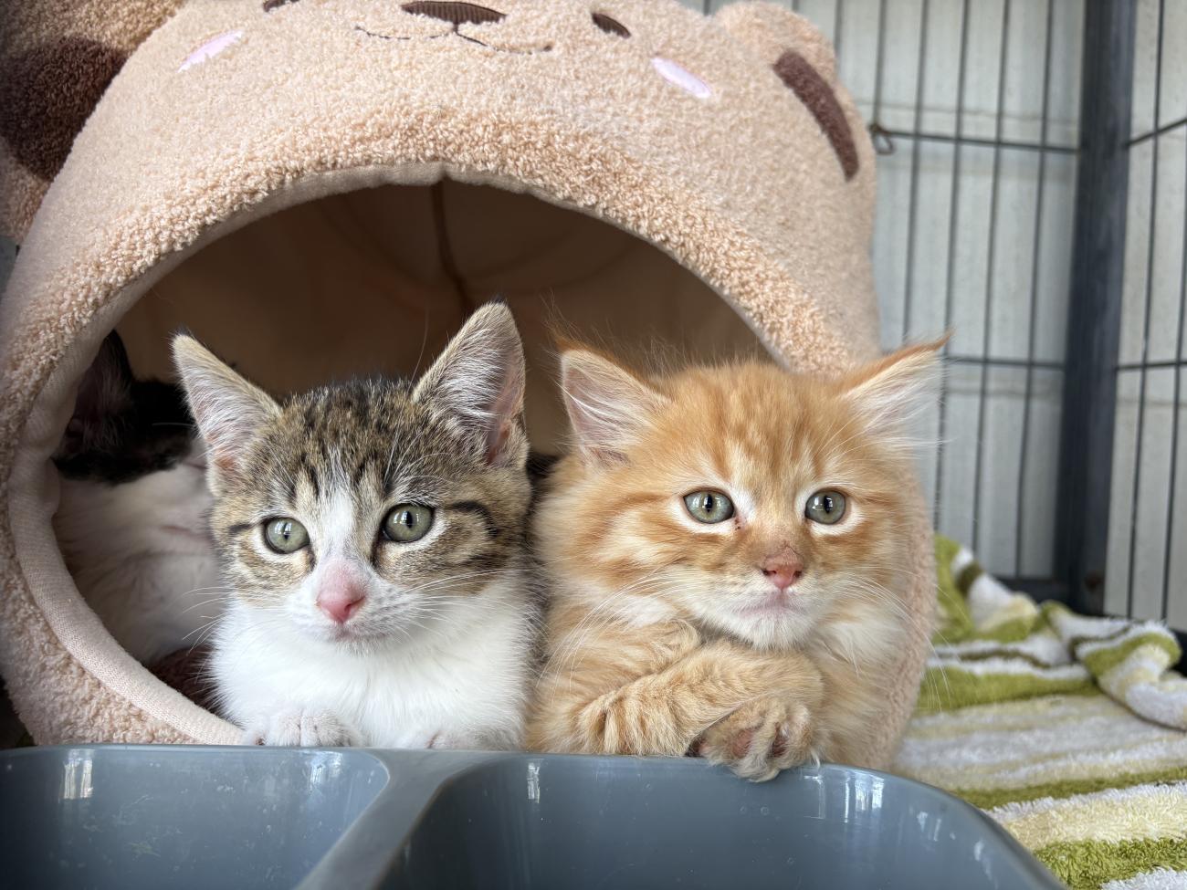 Cat adoption open day