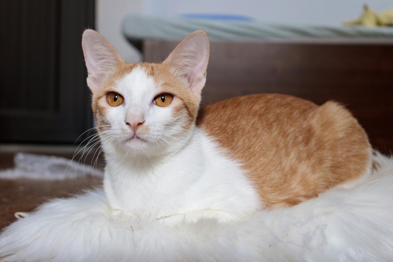 cat