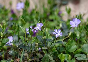 blue periwinkle