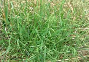 canary grass