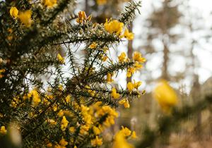 Gorse weed