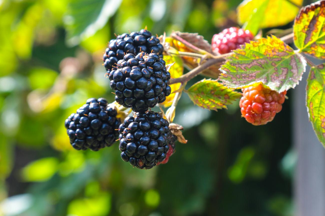 blackberry