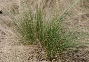 tussock