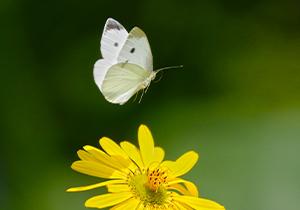white butterfly