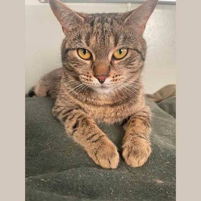 Maia the cat