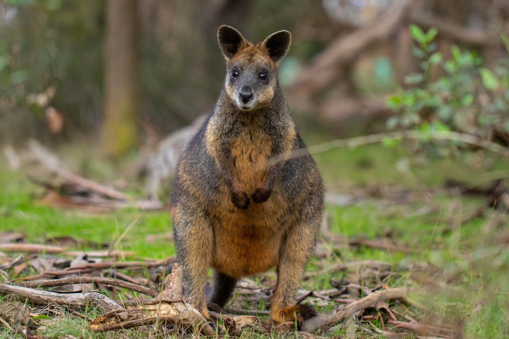 Swamp wallaby