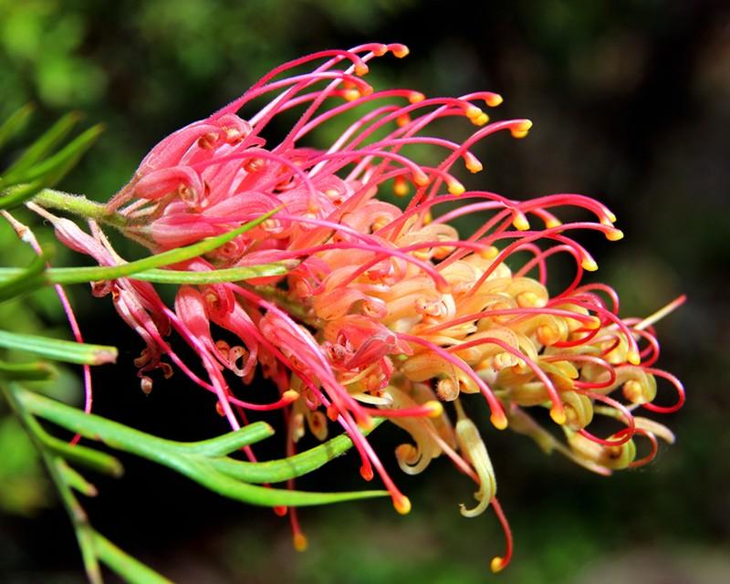 grevillea