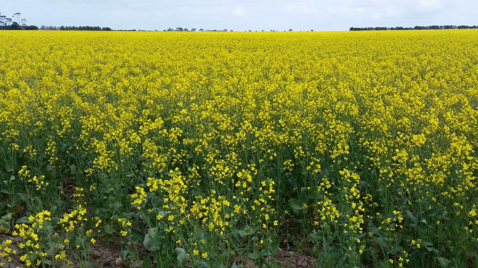 Canola fields