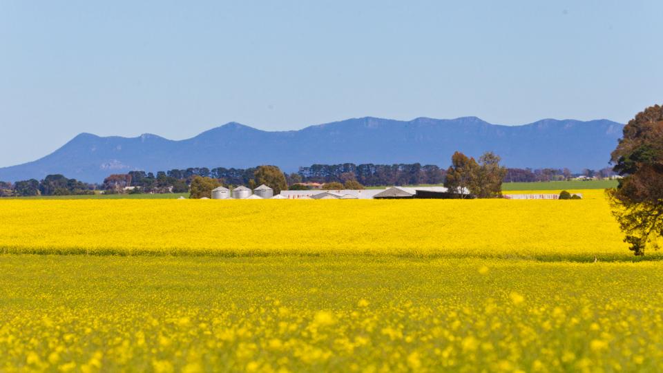Canola fields
